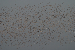 David Plant Photography - Wildlife Photographer - Knot flock - B